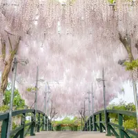 うす紅藤