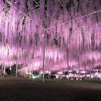 大藤 夜2