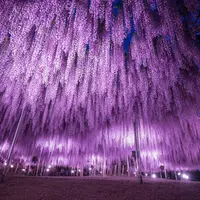 大藤 夜1