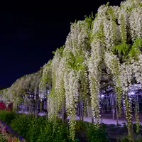 白藤 夜2