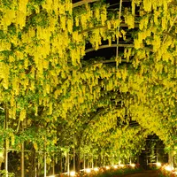 きばな藤 夜
