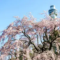 サクラ イメージ