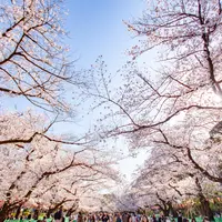 上野恩賜公園の桜並木