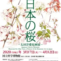 企画展『ボタニカルアートで楽しむ日本の桜 ー太田洋愛原画展ー』ポスター