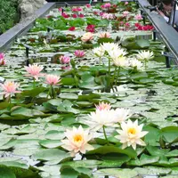 高さ約60cmの「スイレン槽」で花を間近に鑑賞できる