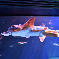 ゾウギンザメ産卵中