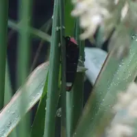 ゲンジボタル