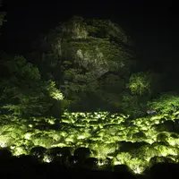 生命は連続する光 - ツツジ谷／Life is Continuous Light - Azalea Valley