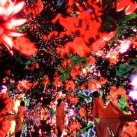 Floating in the Falling Universe of Flowers