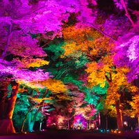 呼応する木々/ Resonating Trees