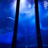 大海原に生きる群れと輝きの魚たち