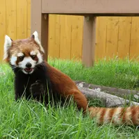 レッサーパンダ