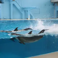 海の動物たちのショー～SMILE～Splash ver.
