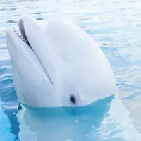 シロイルカ