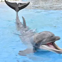 バンドウイルカ