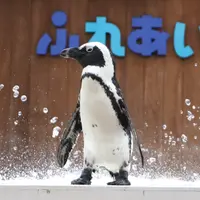 ケープペンギン