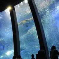 大海原に生きる群れと輝きの魚たち