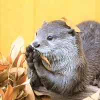 カワウソ