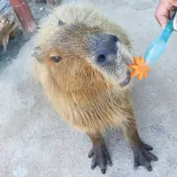カピバラ