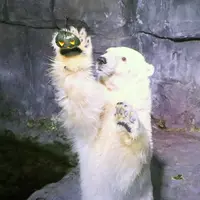 ホッキョクグマ