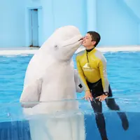 シロイルカ