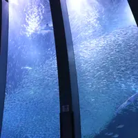 イワシ