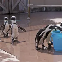 ペンギン