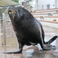 オタリア