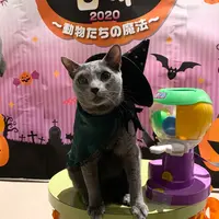 “魔法使い”ネコの「ガチャ」
