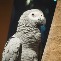 “使い魔”インコの「占い」