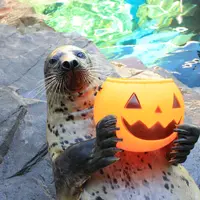 期間限定ハロウィンバージョン