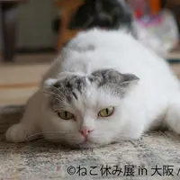 (c)ねこ休み展 in 大阪／ojarinn