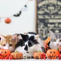 (c)ねこ休み展 in 大阪／Riepoyonn