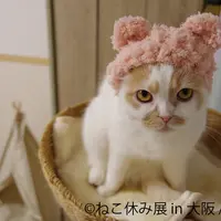 (c)ねこ休み展 in 大阪／ホイ主