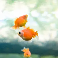 ピンポンパール