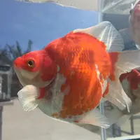 「いわきフラっこ」