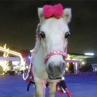 お馬さん
