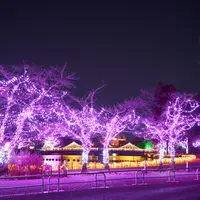 桜イルミネーション