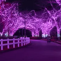 桜イルミネーション