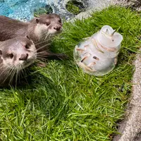 カワウソたちにクリスマスアイスケーキを！ イメージ