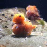 いやしの写真館