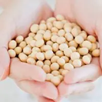 大豆 イメージ