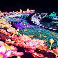 ランタン花畑 イメージ