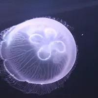 ミズクラゲ ※画像はイメージ