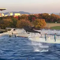 イルカパフォーマンス「YEAH!!」 イメージ