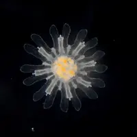 エフィラ イメージ
