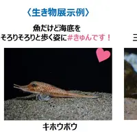 生き物展示例