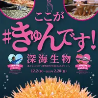「ここが#きゅんです! 深海生物」