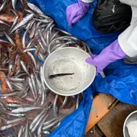 深海生物採集の様子 イメージ