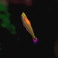 アオギハゼ